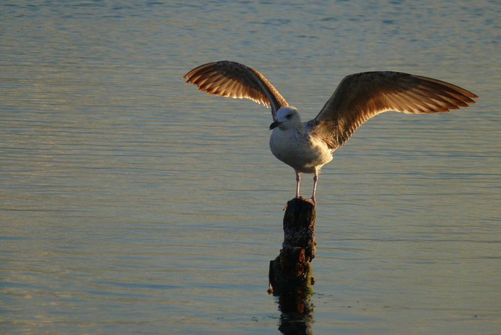 Yellow-legged Gull