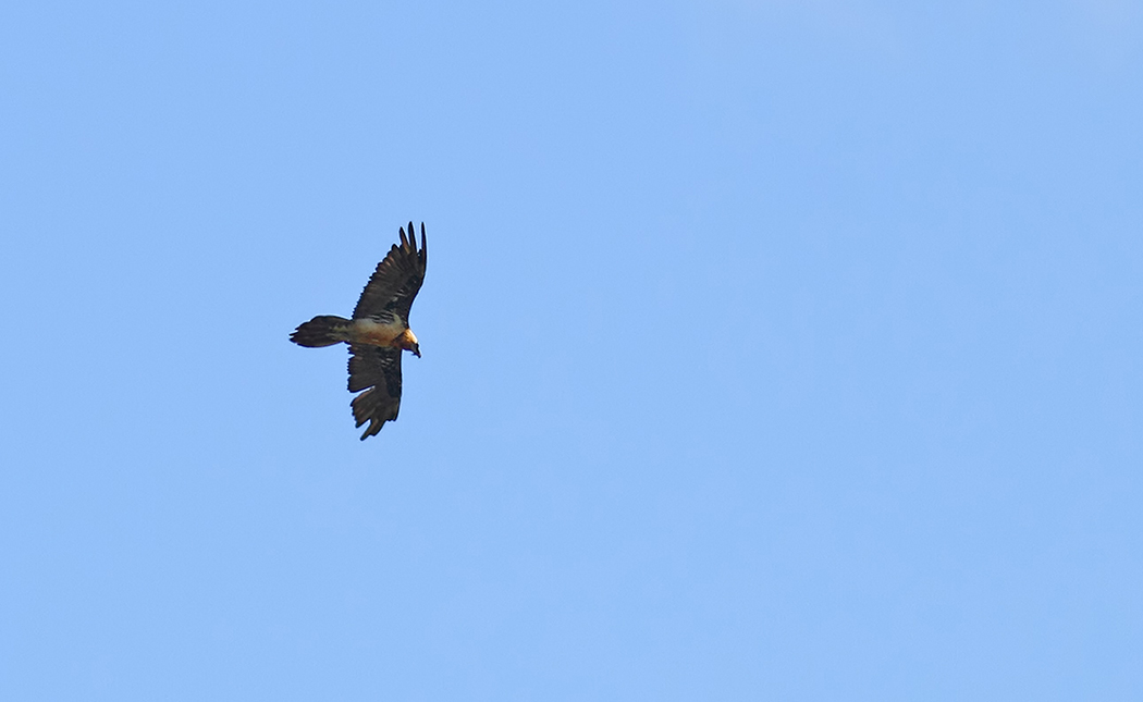 Bearded Vulture