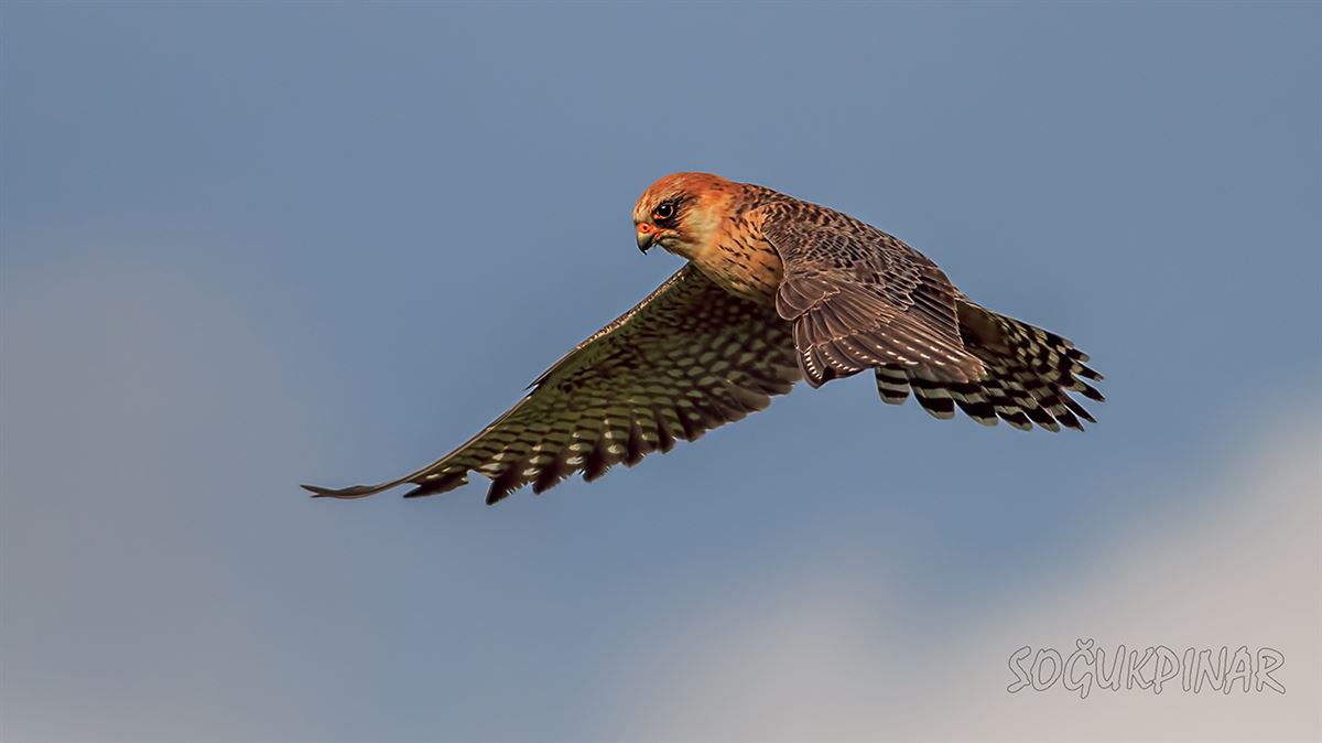 Red-footed Falcon