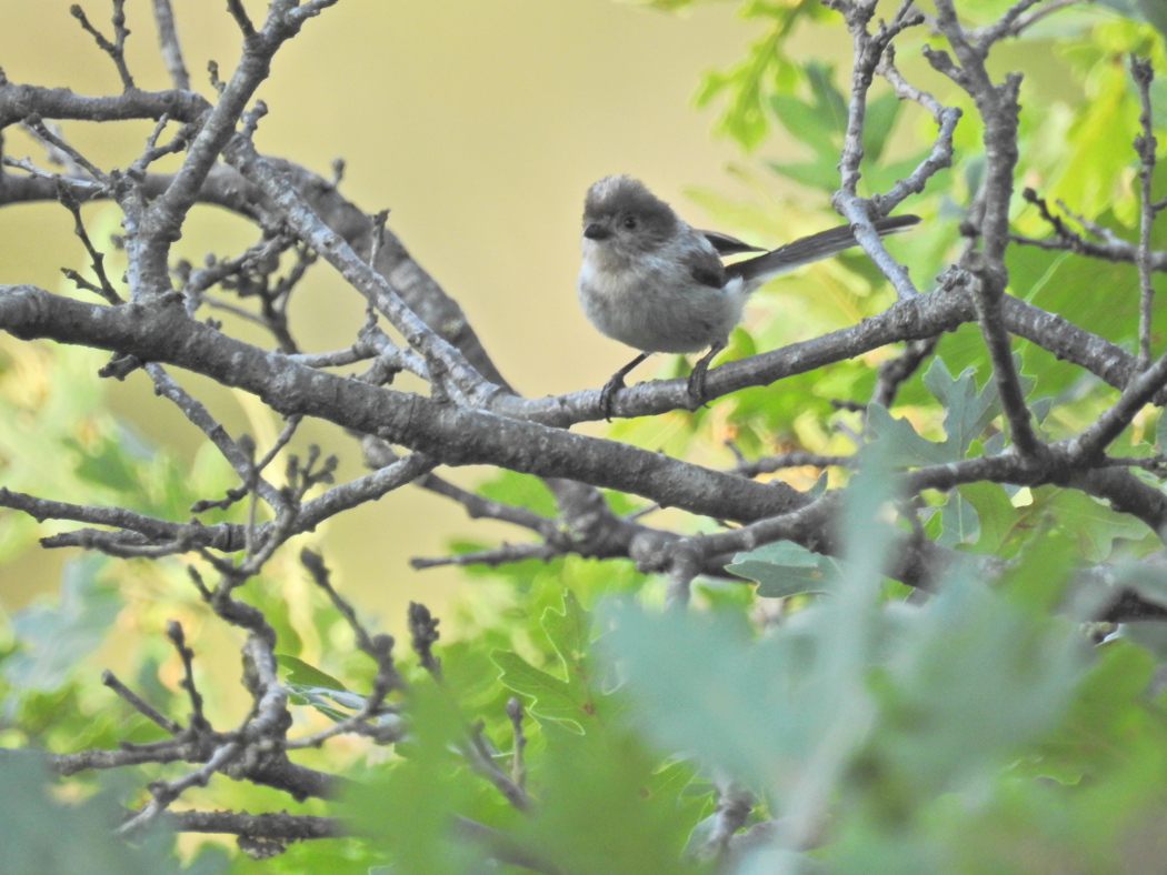 Long-tailed Tit