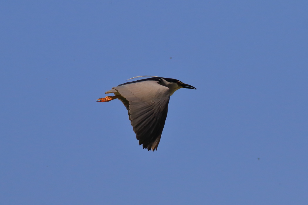Black-crowned Night Heron