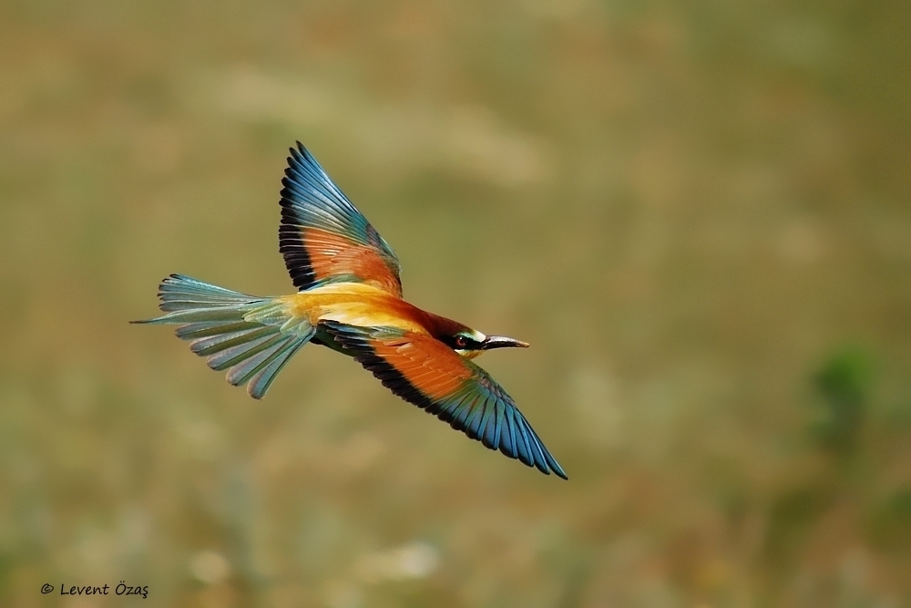 European Bee-eater