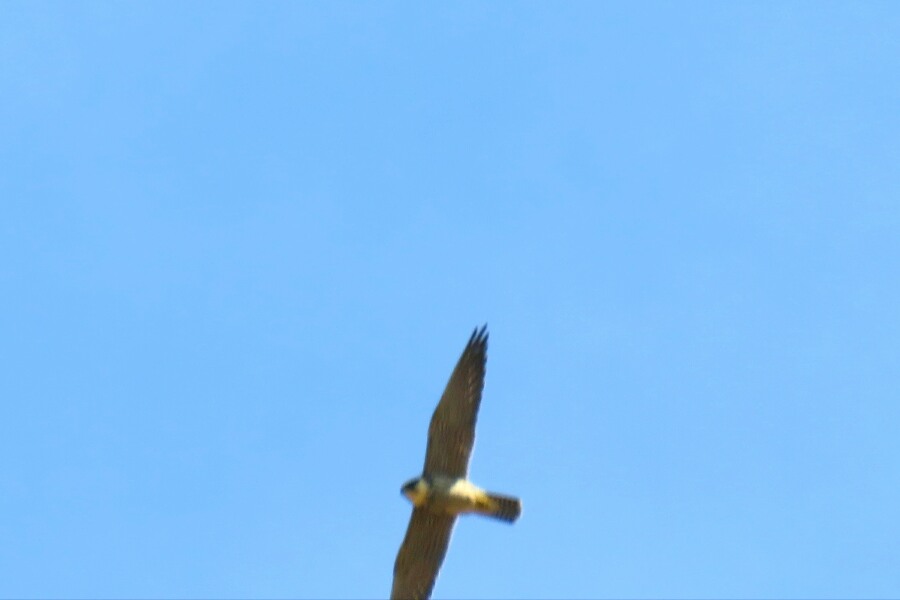 Peregrine Falcon