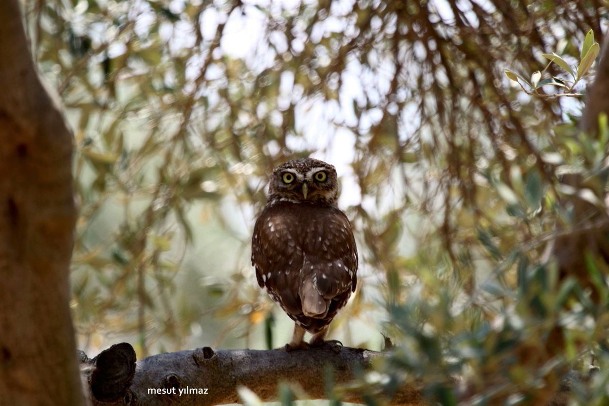 Little Owl