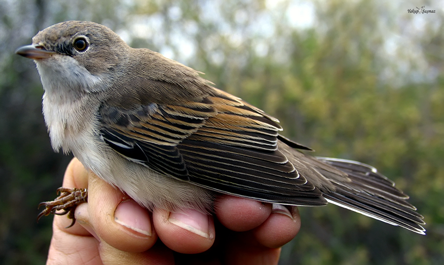 Common Whitethroat