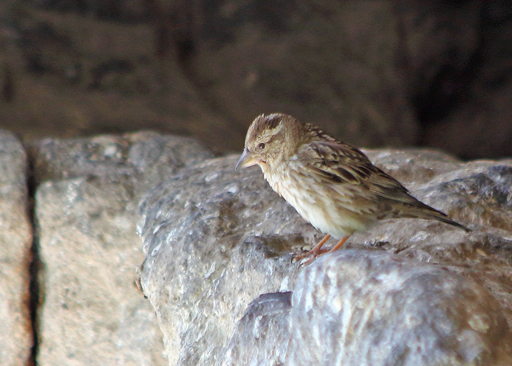 Rock Sparrow