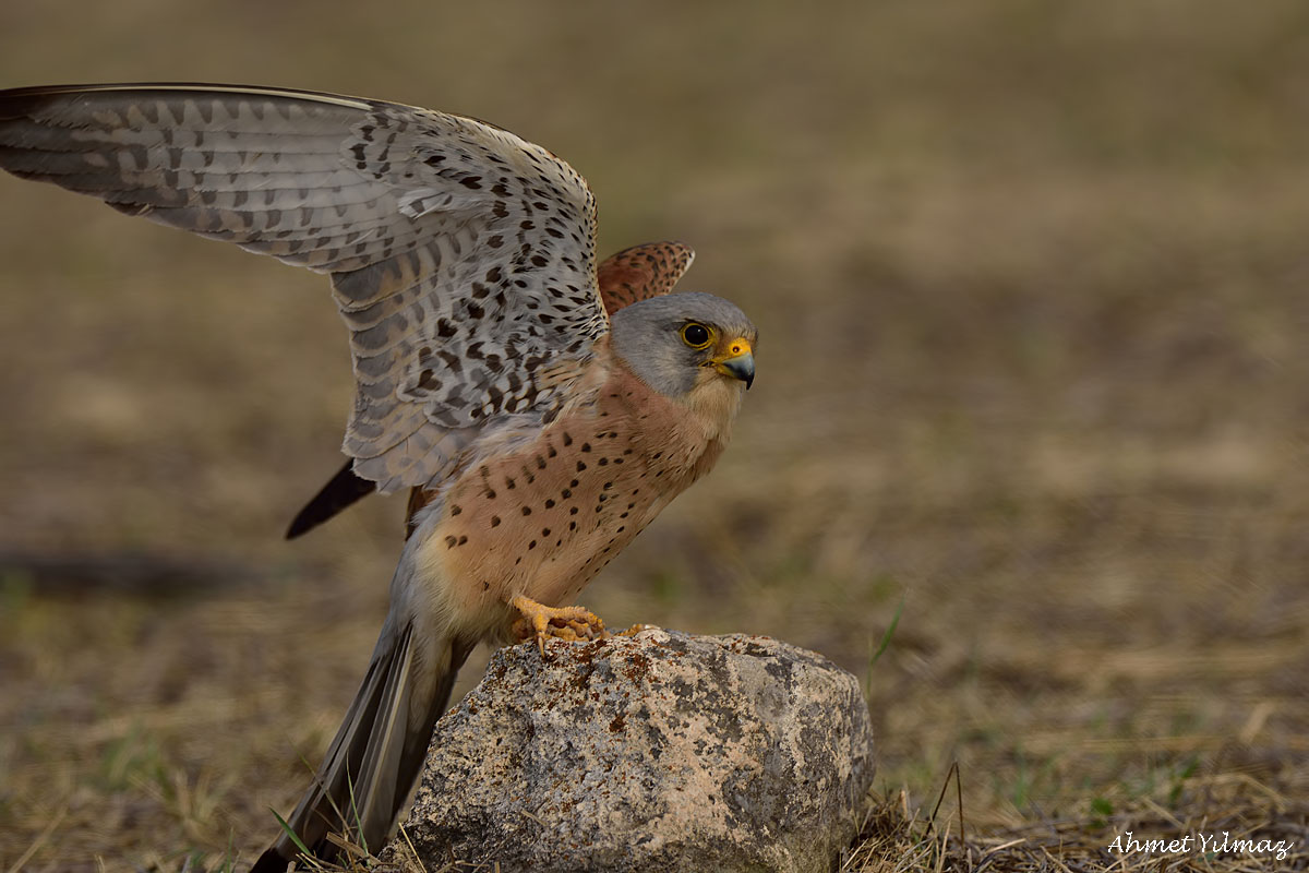 Lesser Kestrel