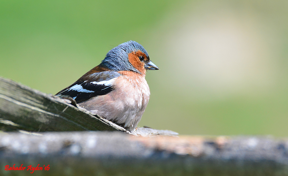 Eurasian Chaffinch