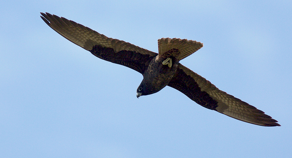 Eleonora`s Falcon
