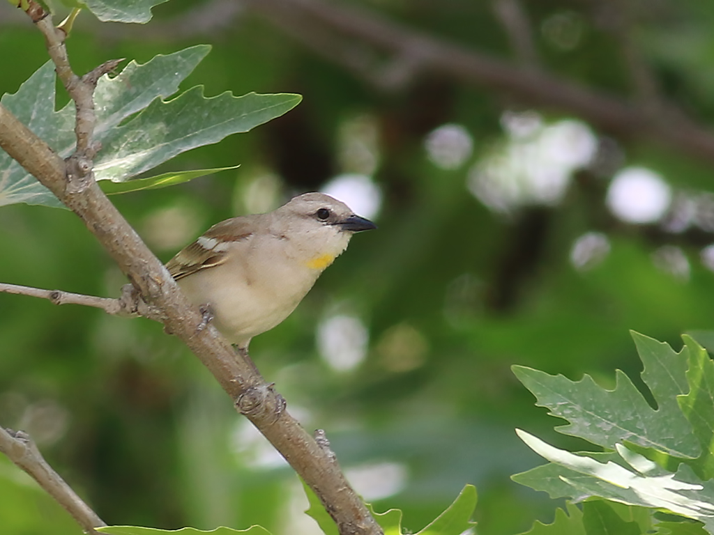 Yellow-throated Sparrow