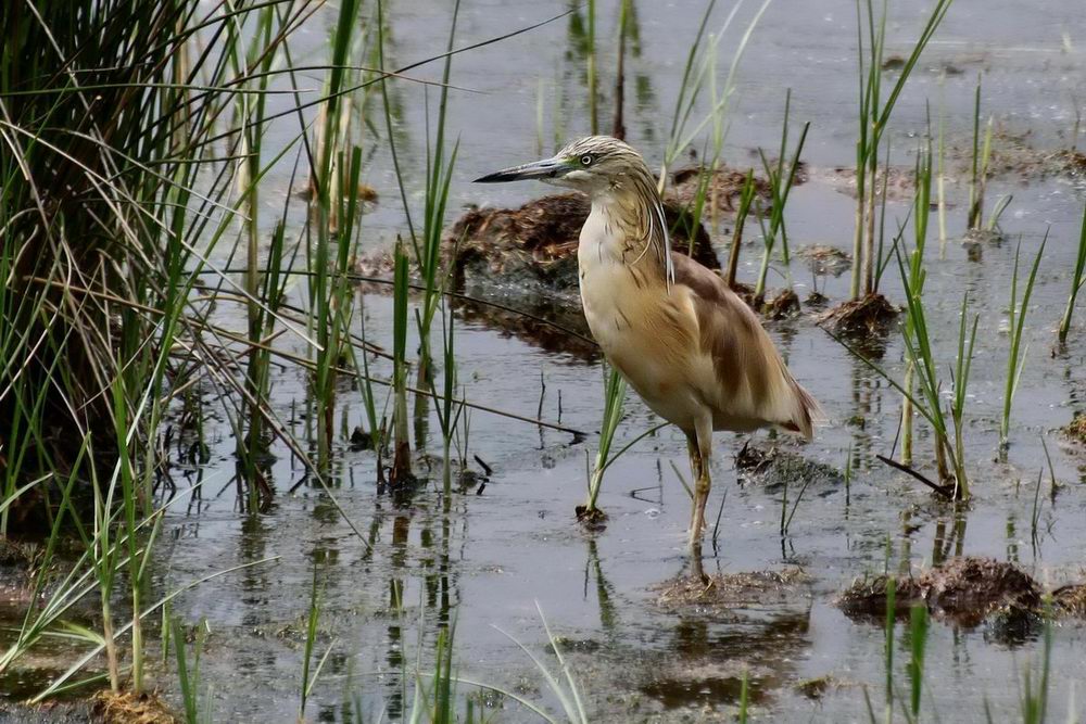 Squacco Heron