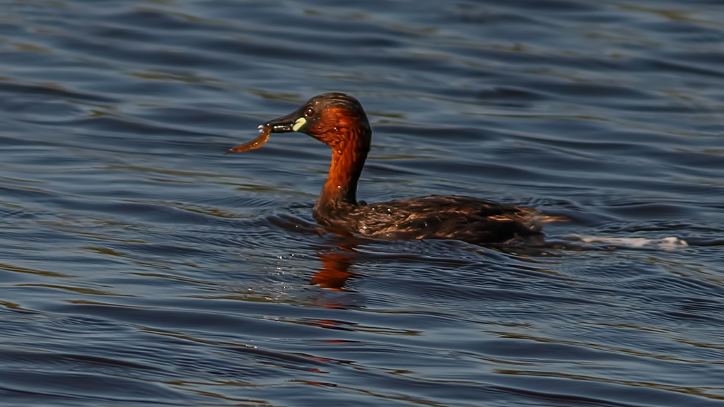 Little Grebe