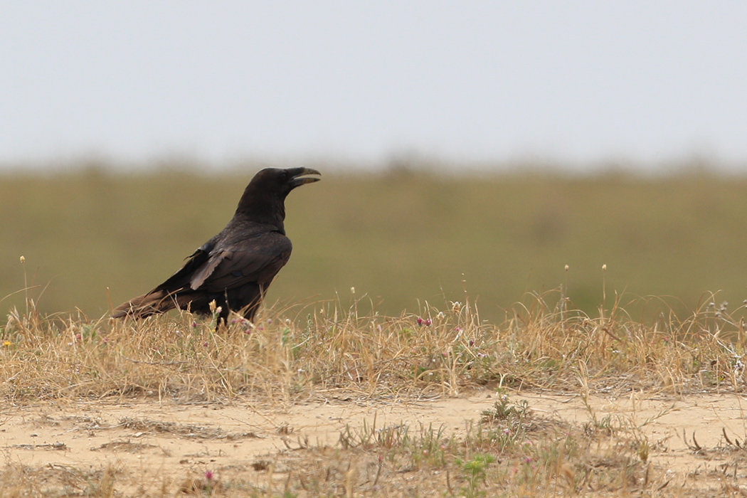 Northern Raven