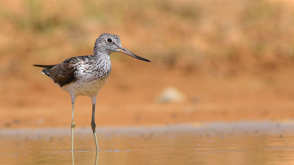 Common Greenshank