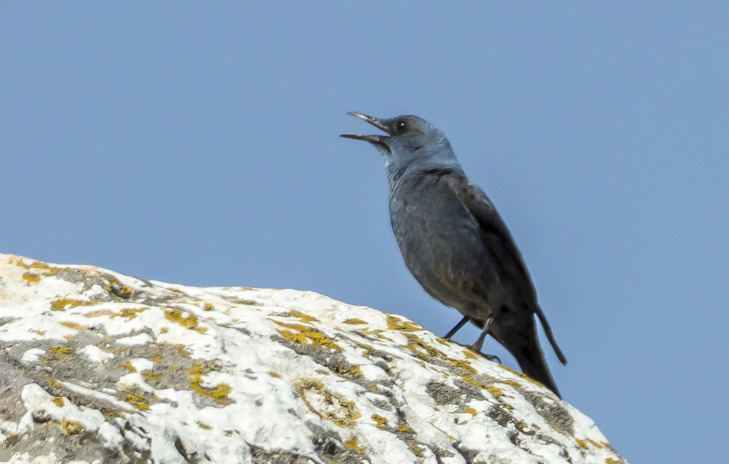 Blue Rock Thrush