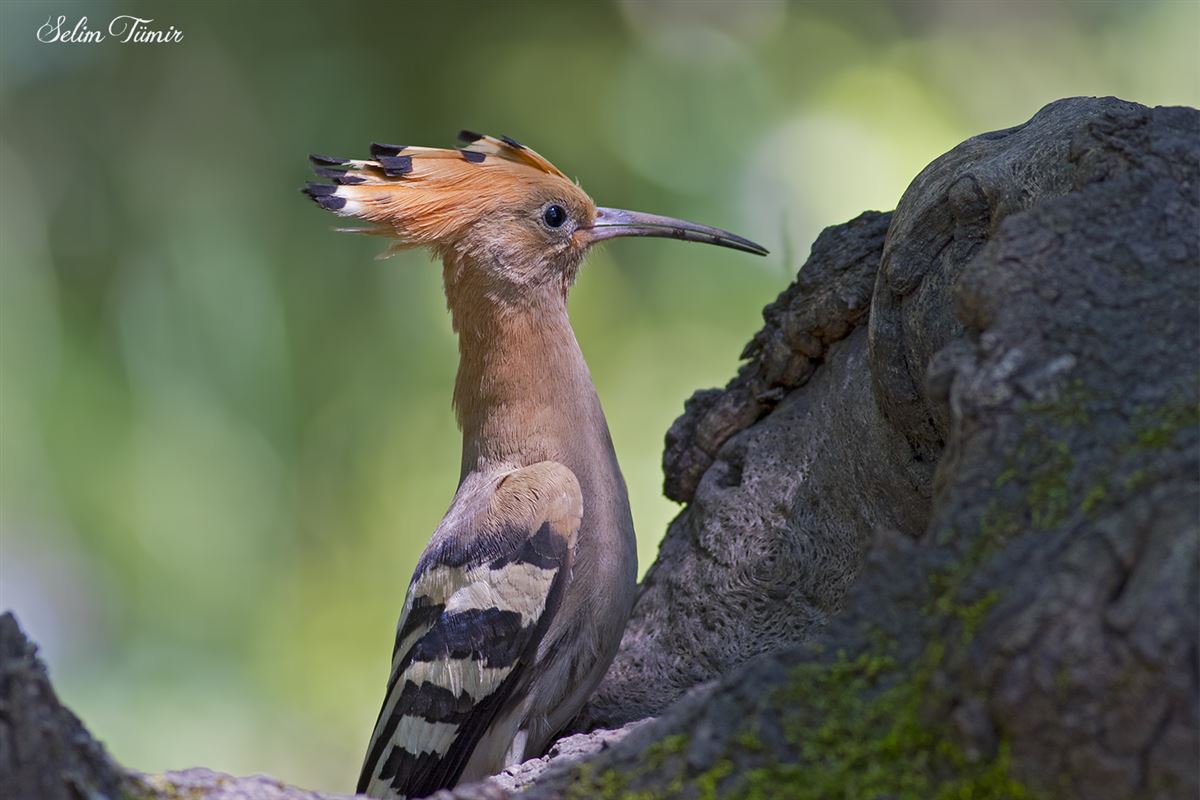 Common Hoopoe
