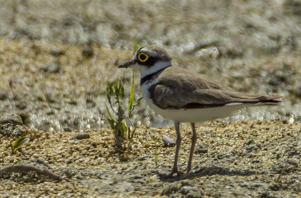 Little Ringed Plover