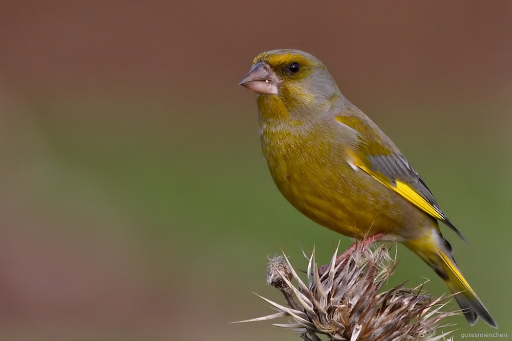 European Greenfinch