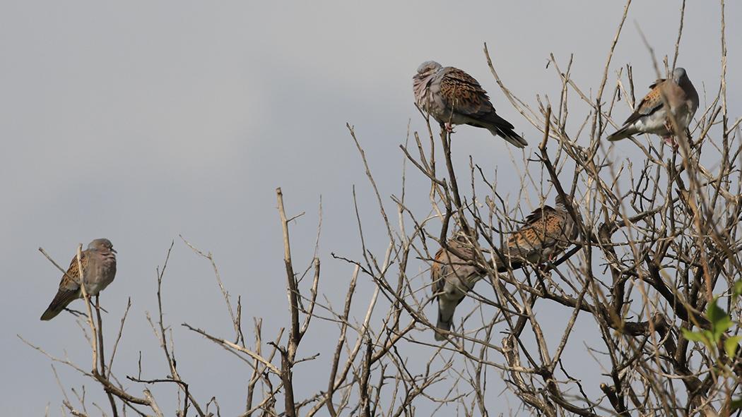 European Turtle Dove