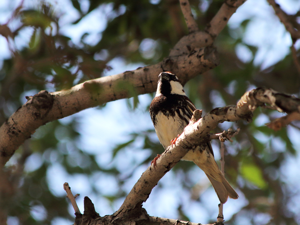 Spanish Sparrow