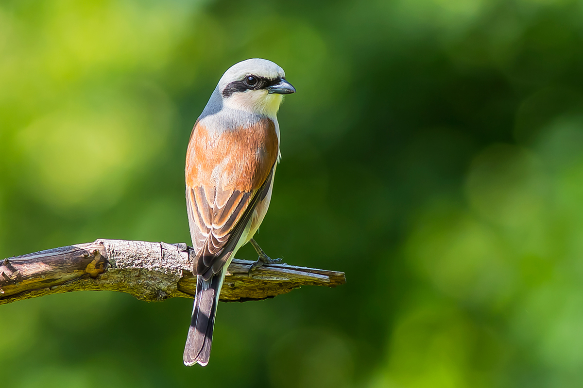 Red-backed Shrike