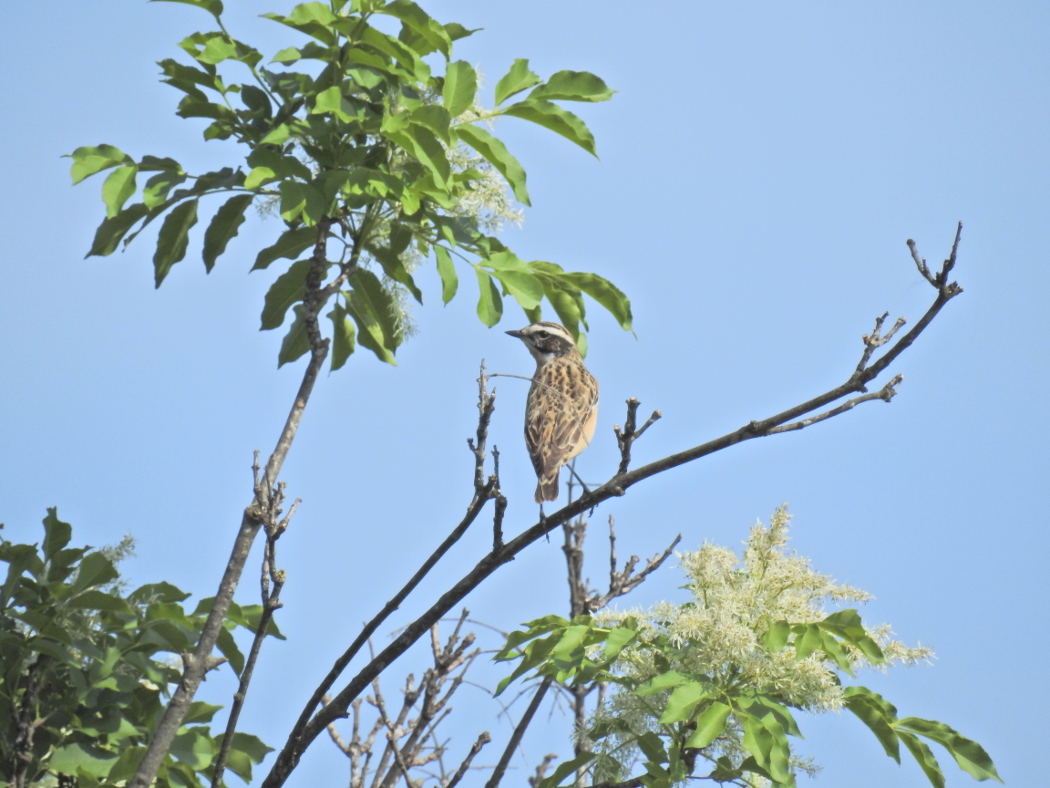 Whinchat