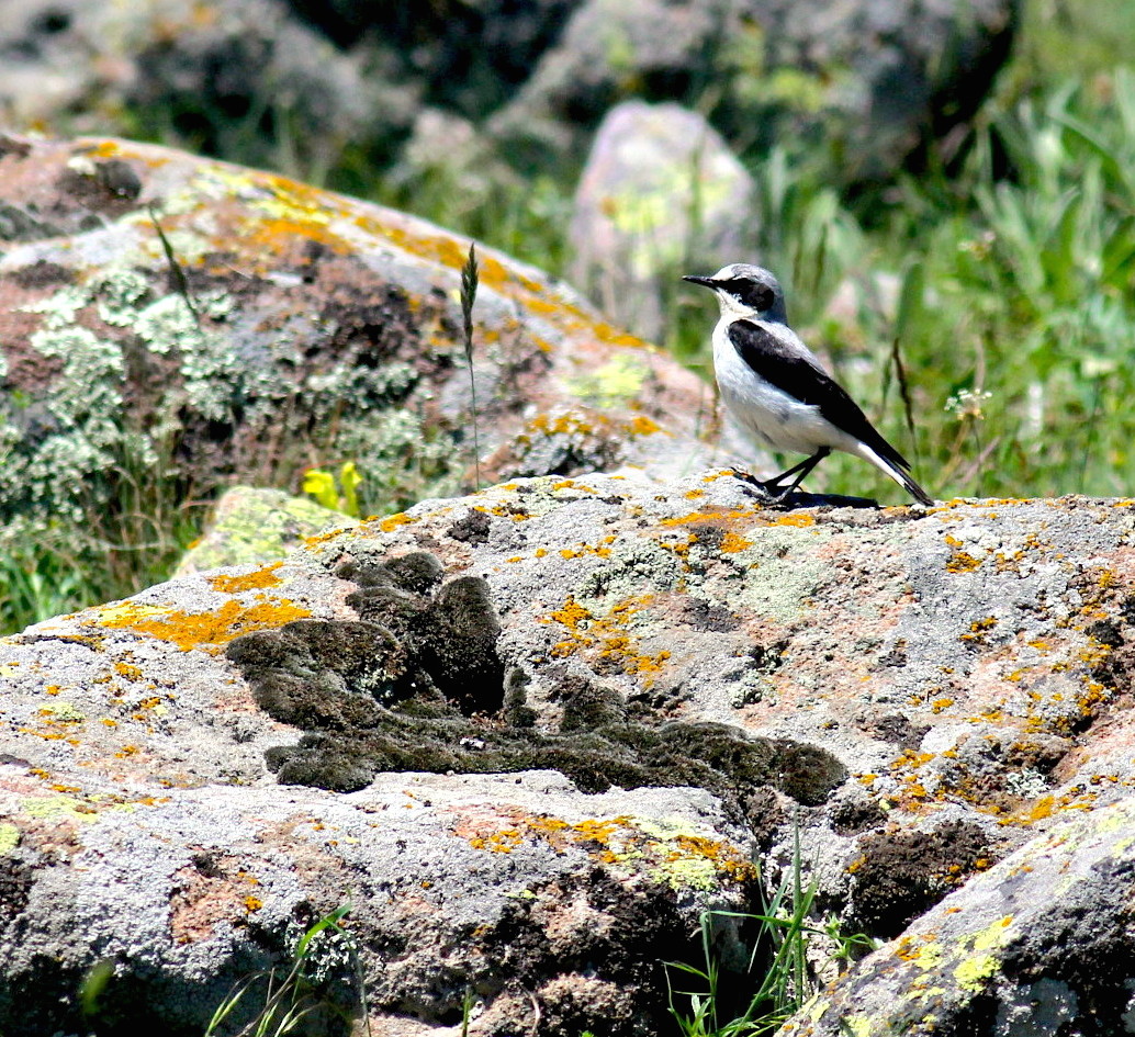 Northern Wheatear