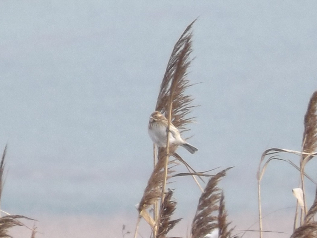 Common Reed Bunting