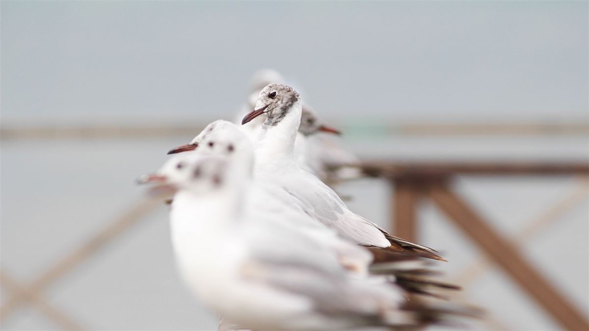 Black-headed Gull