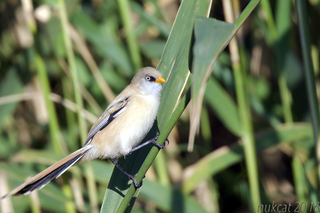 Bearded Reedling
