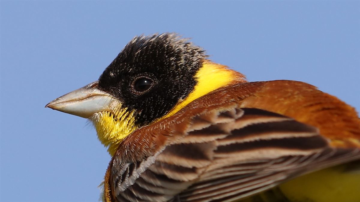 Black-headed Bunting