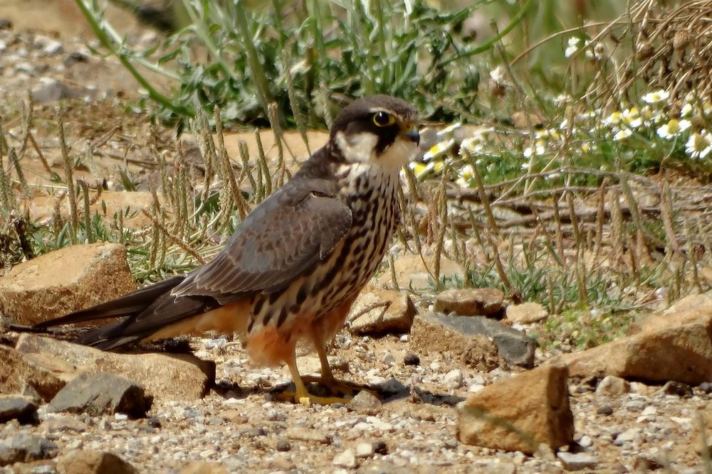 Eurasian Hobby