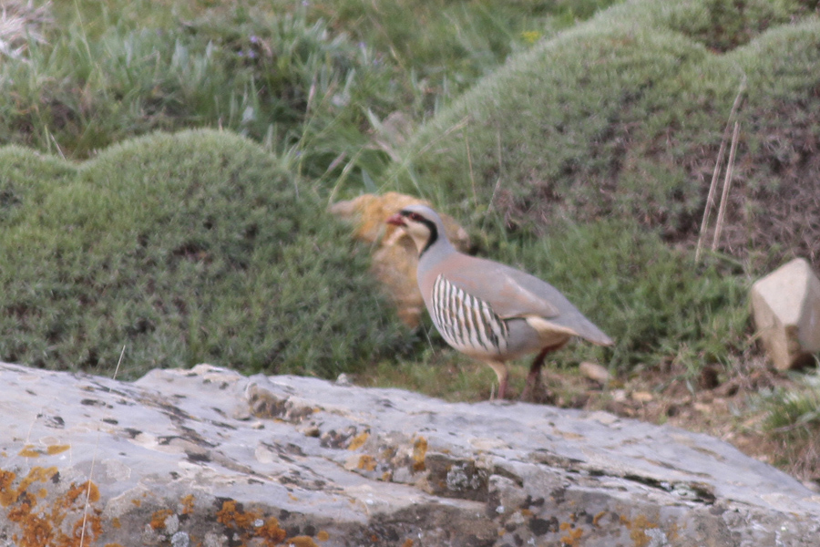 Chukar Partridge