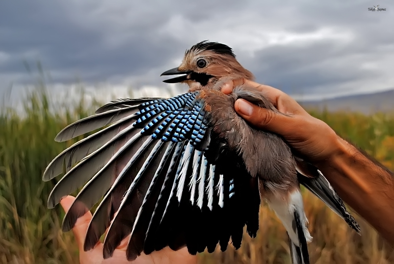 Eurasian Jay