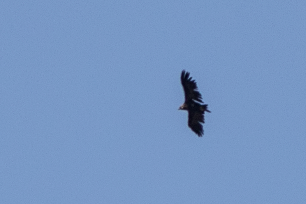 Cinereous Vulture