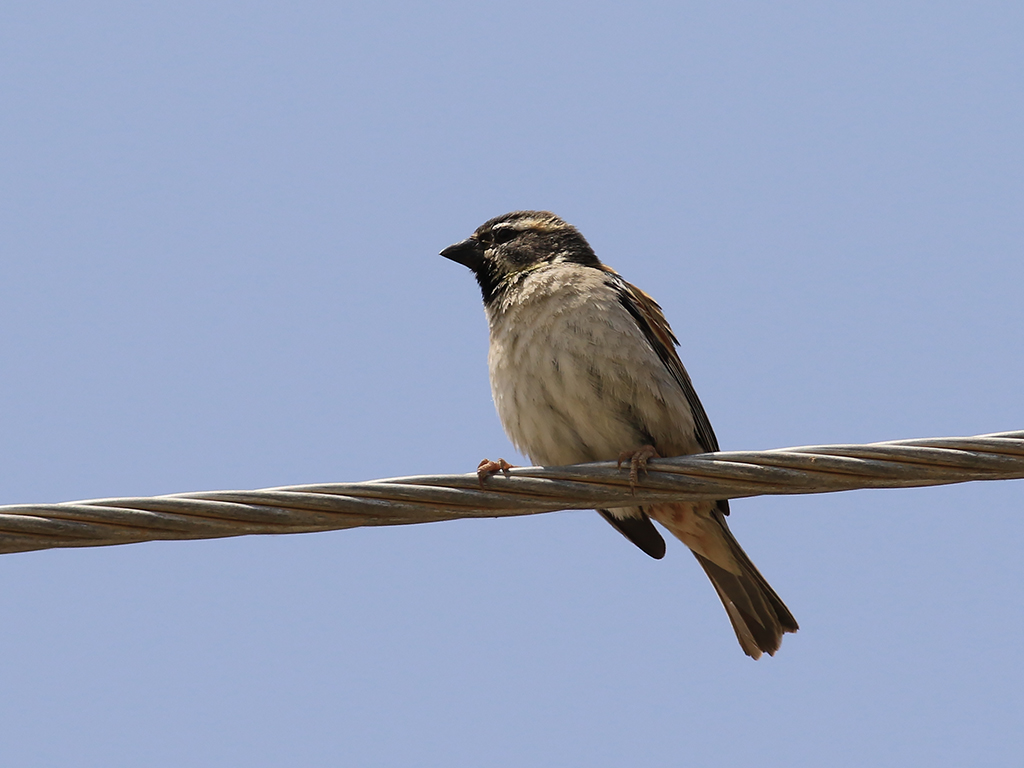 Dead Sea Sparrow