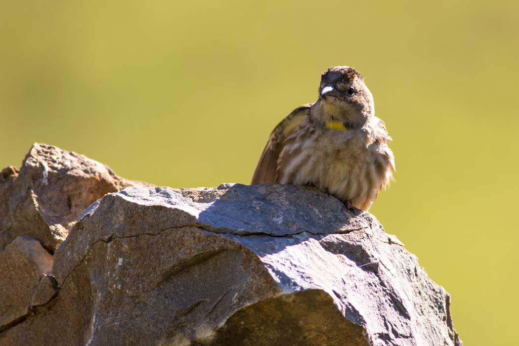 Rock Sparrow