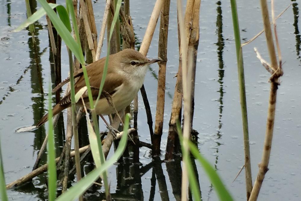 Great Reed Warbler