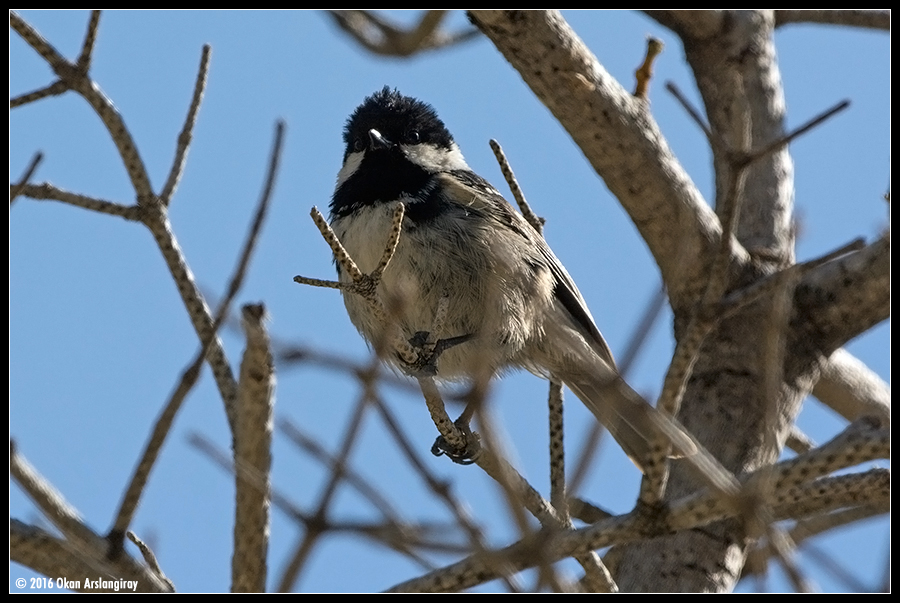 Coal Tit