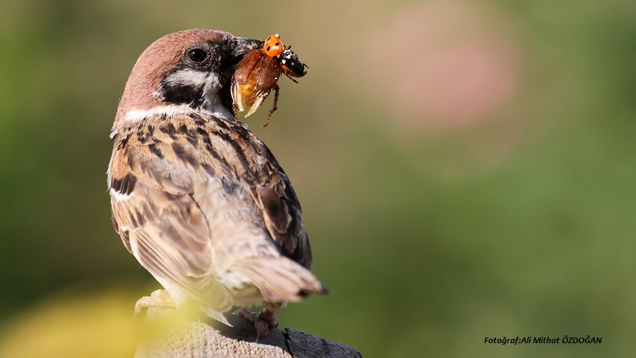 Eurasian Tree Sparrow