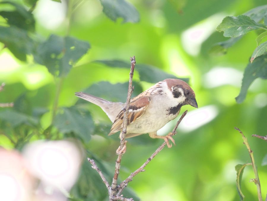 Eurasian Tree Sparrow