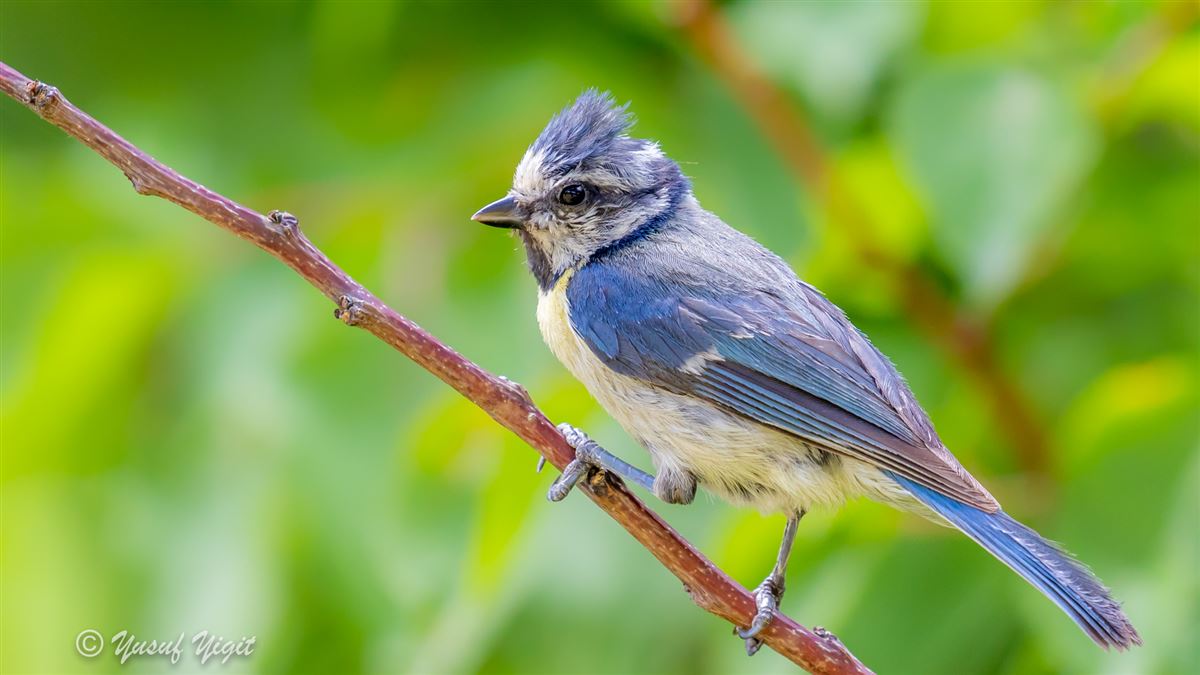 Eurasian Blue Tit