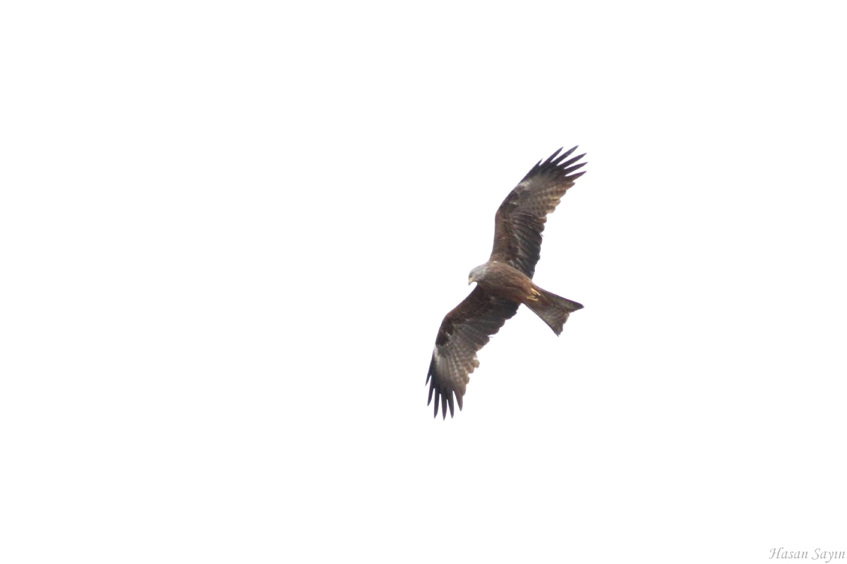 Black Kite