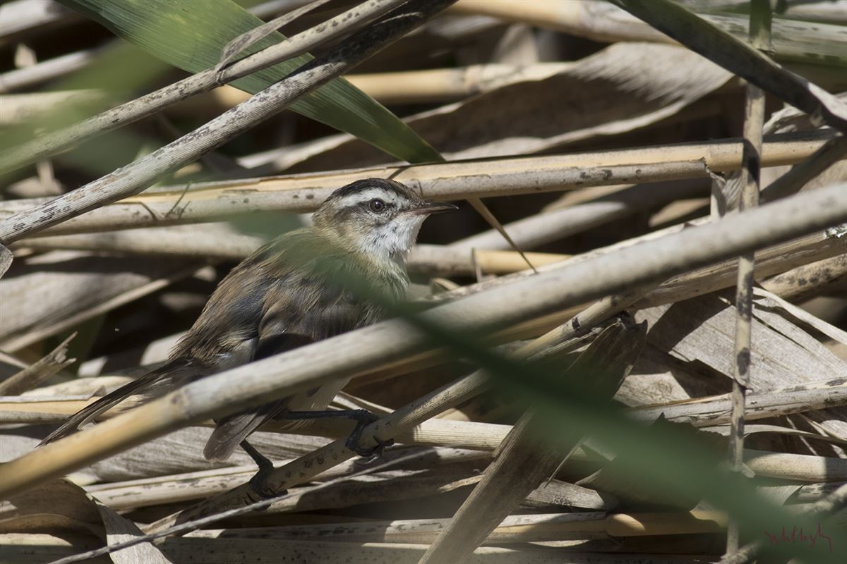 Moustached Warbler