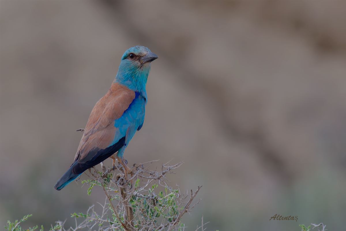 European Roller
