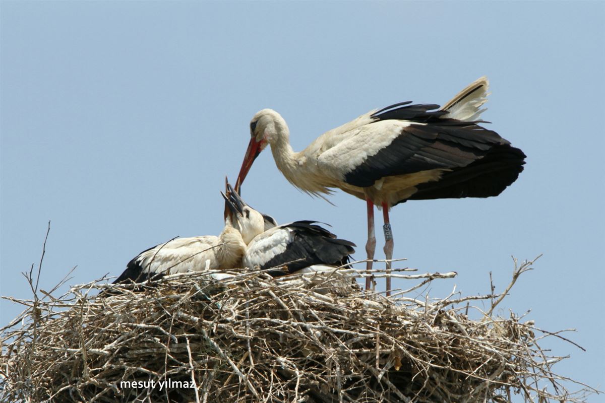 White Stork