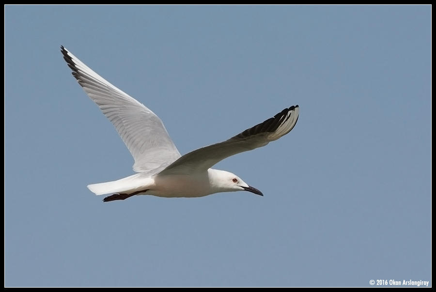 Slender-billed Gull