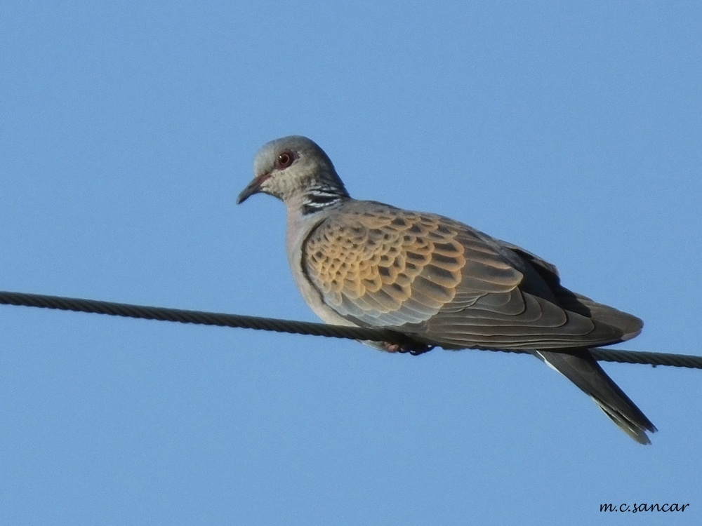 European Turtle Dove