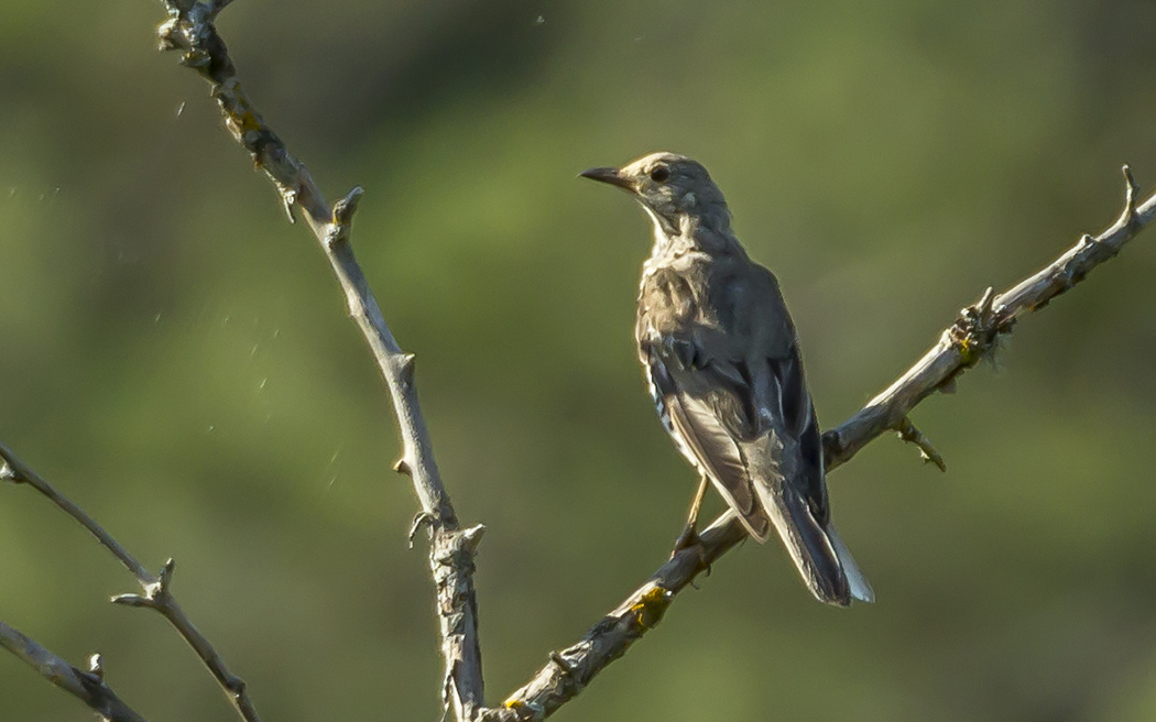 Mistle Thrush