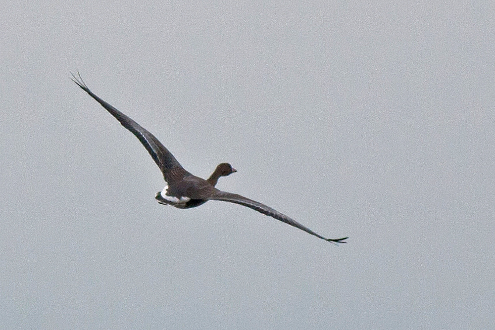 Greater White-fronted Goose